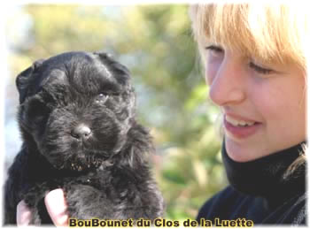 Chiot bouvier des flandres SITE WEB ELEVAGE DU CLOS DE LA LUETTE SPECIALISE POUR LE BOUVIER DES FLANDRES &copy;